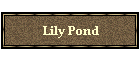 Lily Pond